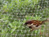 Plastic Anti Bird Net (DSY-NW)