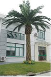 Palm Tree