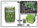 Tin Can With Seeds/Promotion Gift (903006)