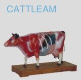 Cattle Model