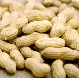 2015 China Non-Transgenic Peanut in Shell for Wholesale