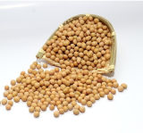Organic Dired Soybean for Wholesale