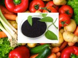 Potassium Humate 99% Organic Fertilizer