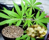 High-Quality Dehulled Hemp Seed