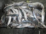 Whole Round Horse Mackerel