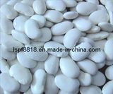 Large White Kidney Bean