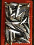 Fresh Frozen Sardine