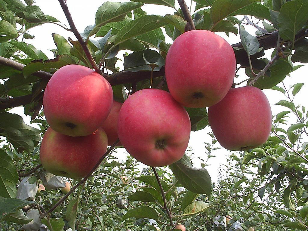 Fresh Qinguan Apple with Better Taste